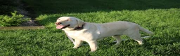 Labrador Retriever dogs for sale: Labrador Retriever 1 - Ad 1