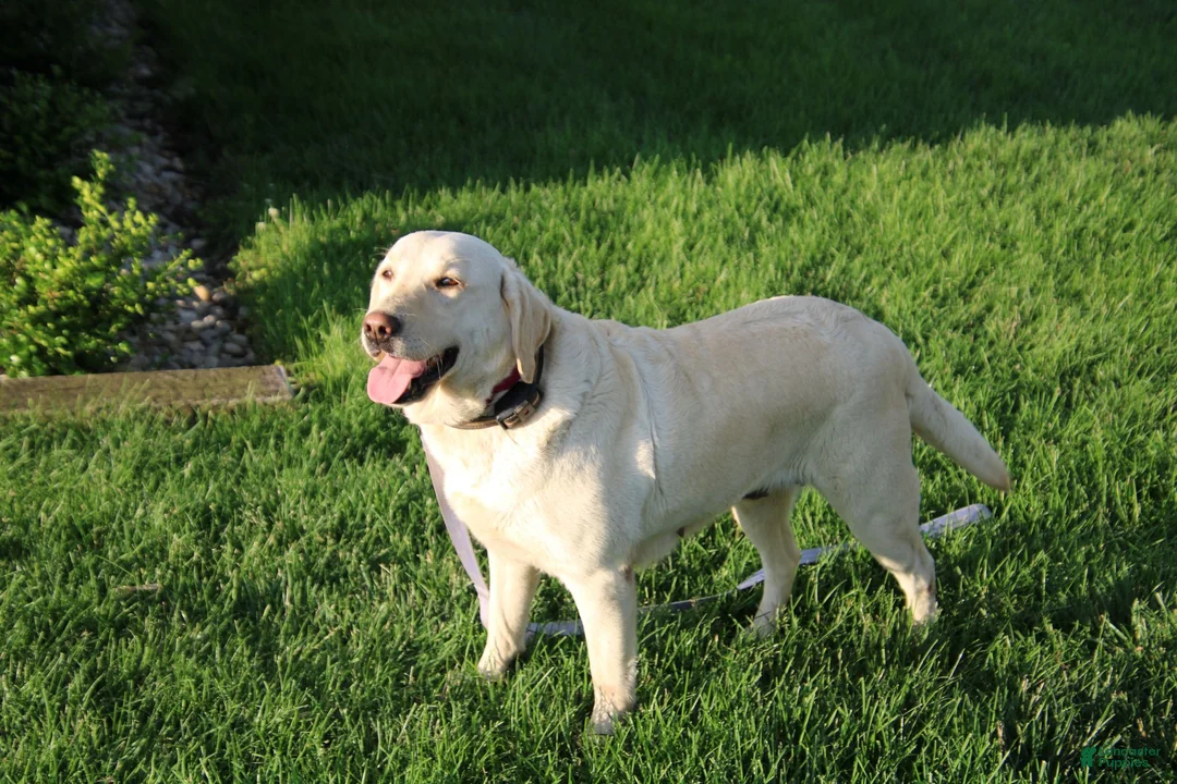 Labrador Retriever dogs for sale: Labrador Retriever 1 - Ad 1