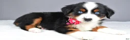 Miniature Australian Shepherd dogs for sale: Kenzie - Ad 7