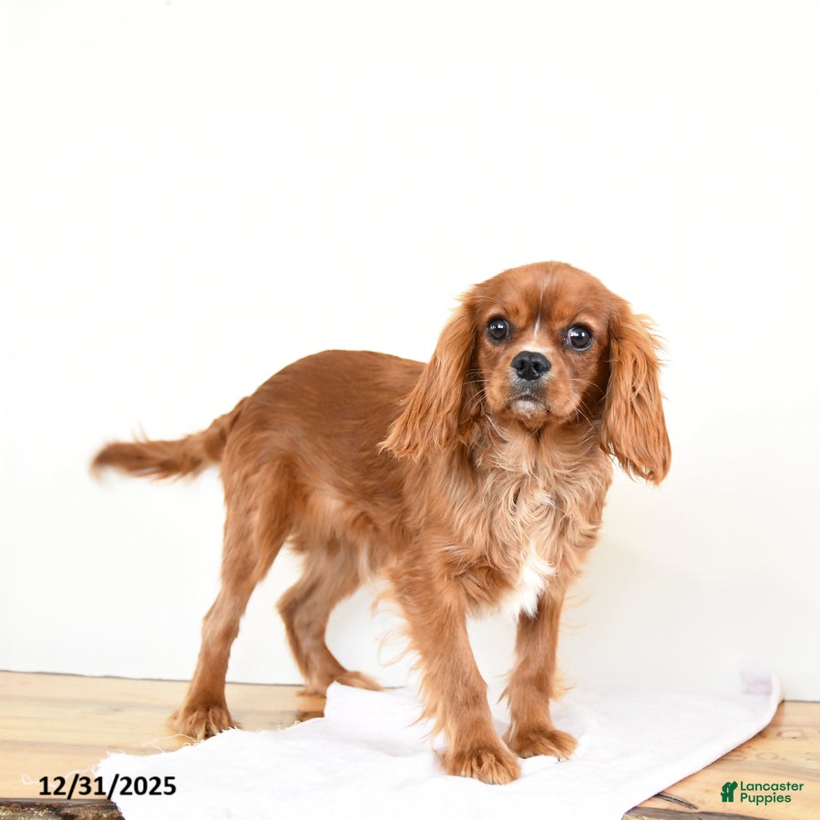 Cavalier King Charles Spaniel dogs Tucker - Ad 20