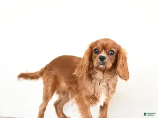 Cavalier King Charles Spaniel dogs Tucker - Ad 23