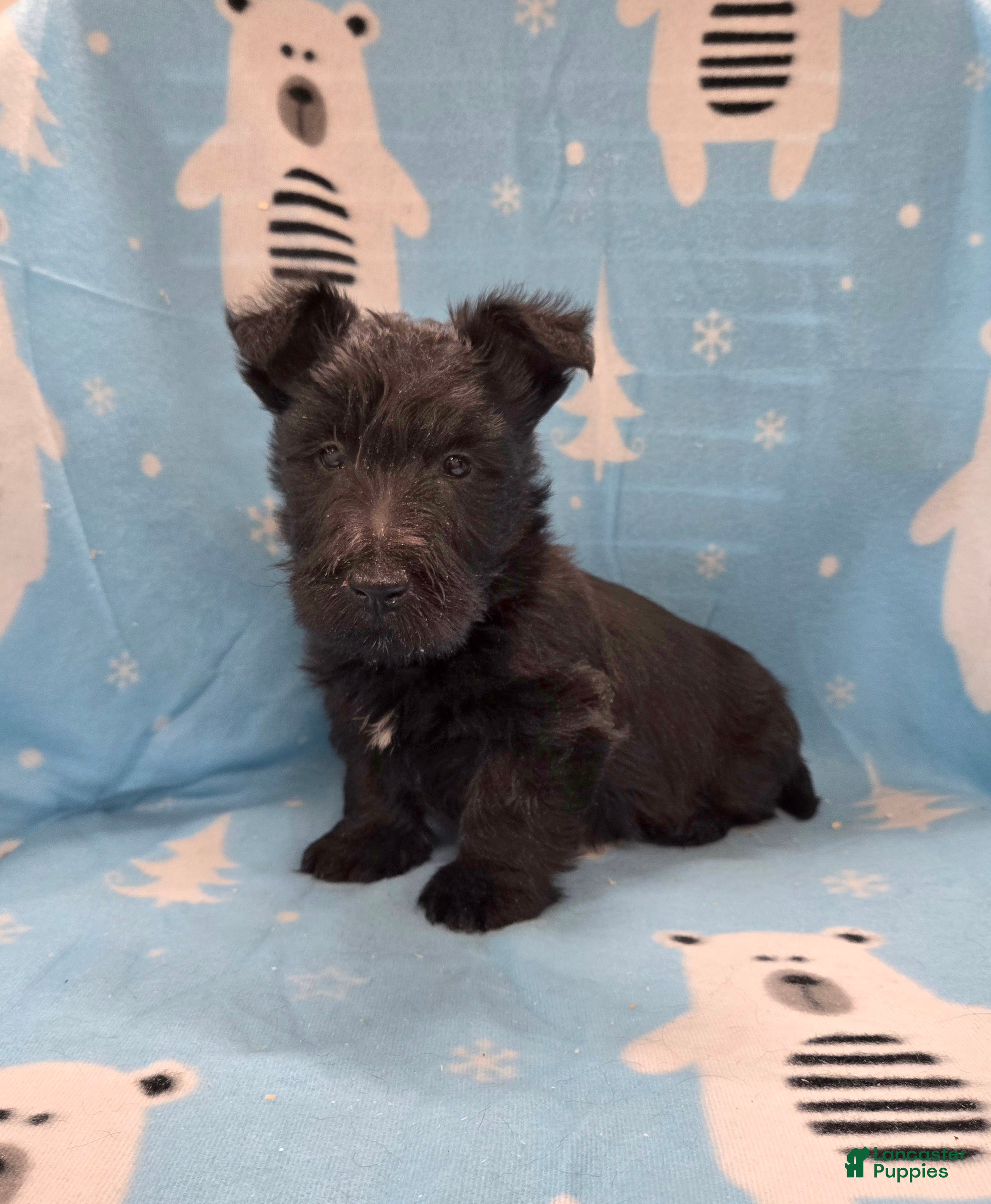 Scottish Terrier dogs Morris - Ad 2