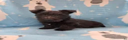 Scottish Terrier dogs for sale: Morris - Ad 2