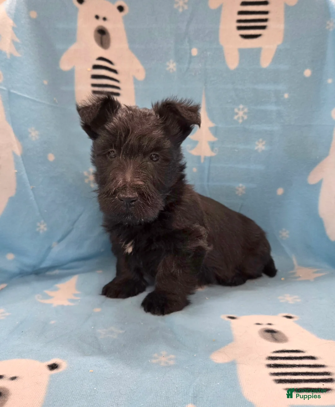 Scottish Terrier dogs for sale: Morris - Ad 2
