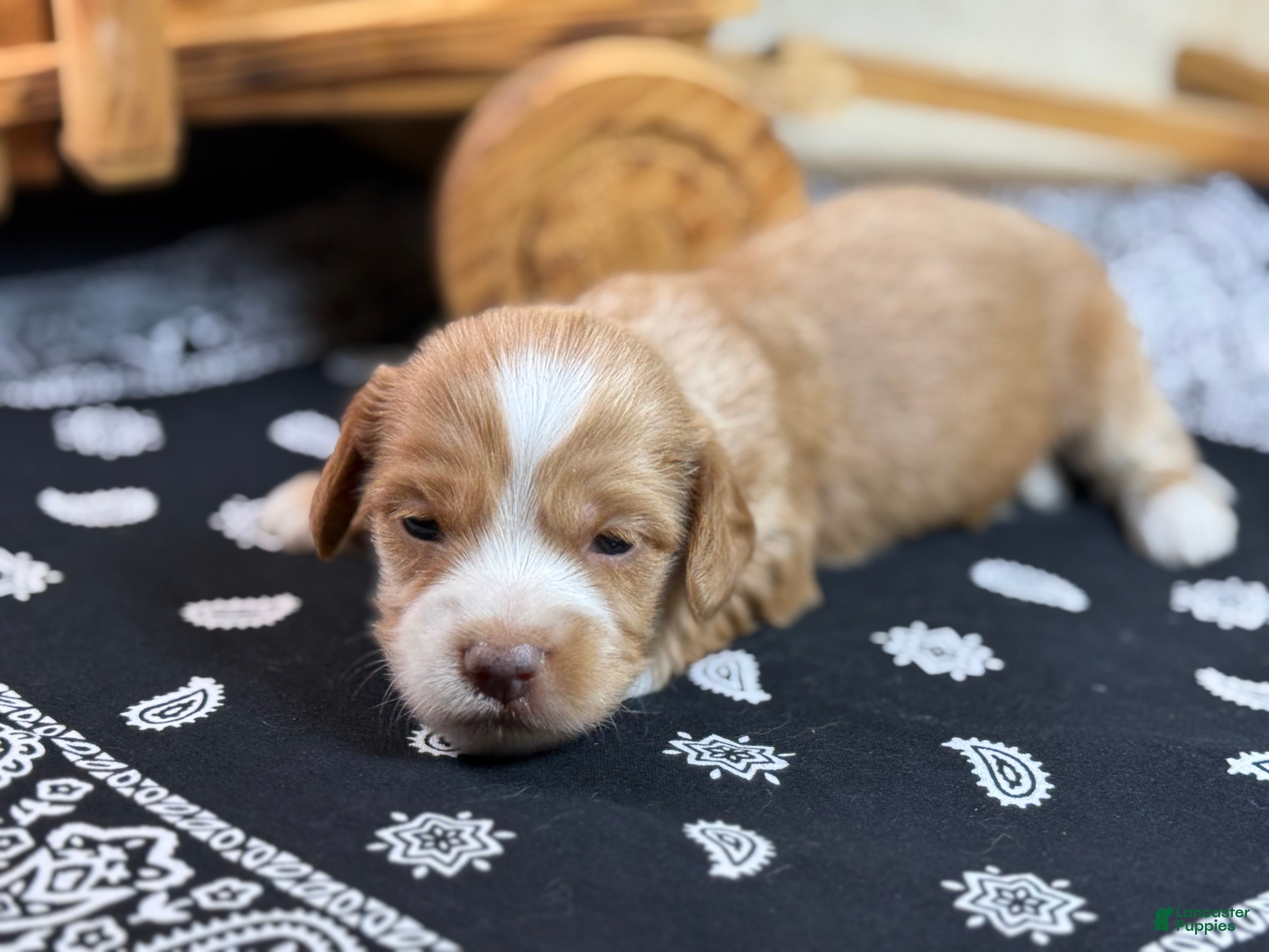 Miniature Dachshund dogs SILKY  Red/cream girl - Ad 23