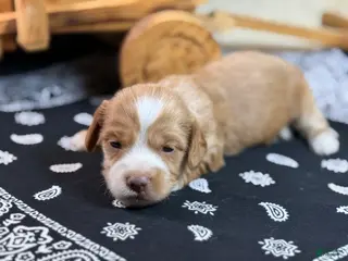 Miniature Dachshund dogs SILKY Red/cream girl - Ad 23