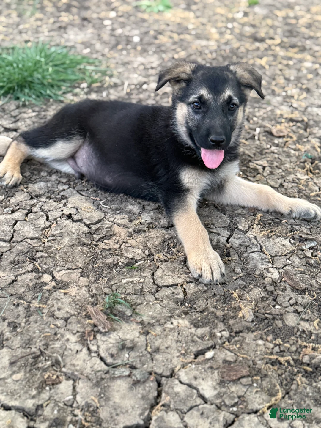 German Shepherd dogs for sale: Black - Ad 1