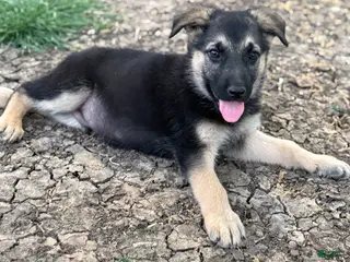 German Shepherd dogs Black - Ad 17