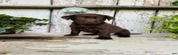 Labrador Retriever dogs for sale: Coco  - Ad 6