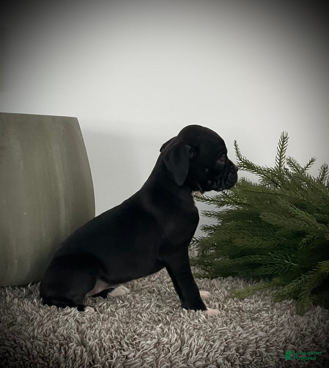 Boxer dogs for sale: Brooklyn  - Ad 6