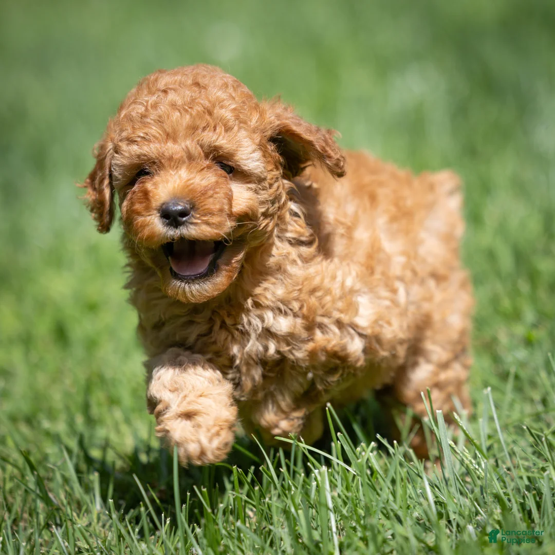 Miniature Poodle dogs for sale: Charm Miniature Poodle  - Ad 2