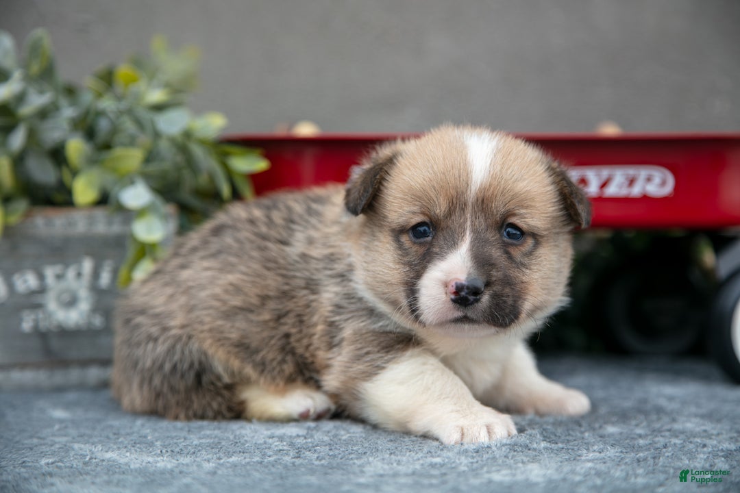 Welsh Corgi Pembroke dogs for sale: Butter Cup - Ad 2