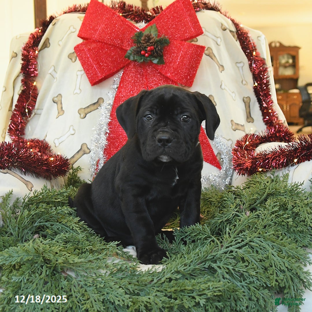 Cane Corso dogs for sale: Penny - Ad 3