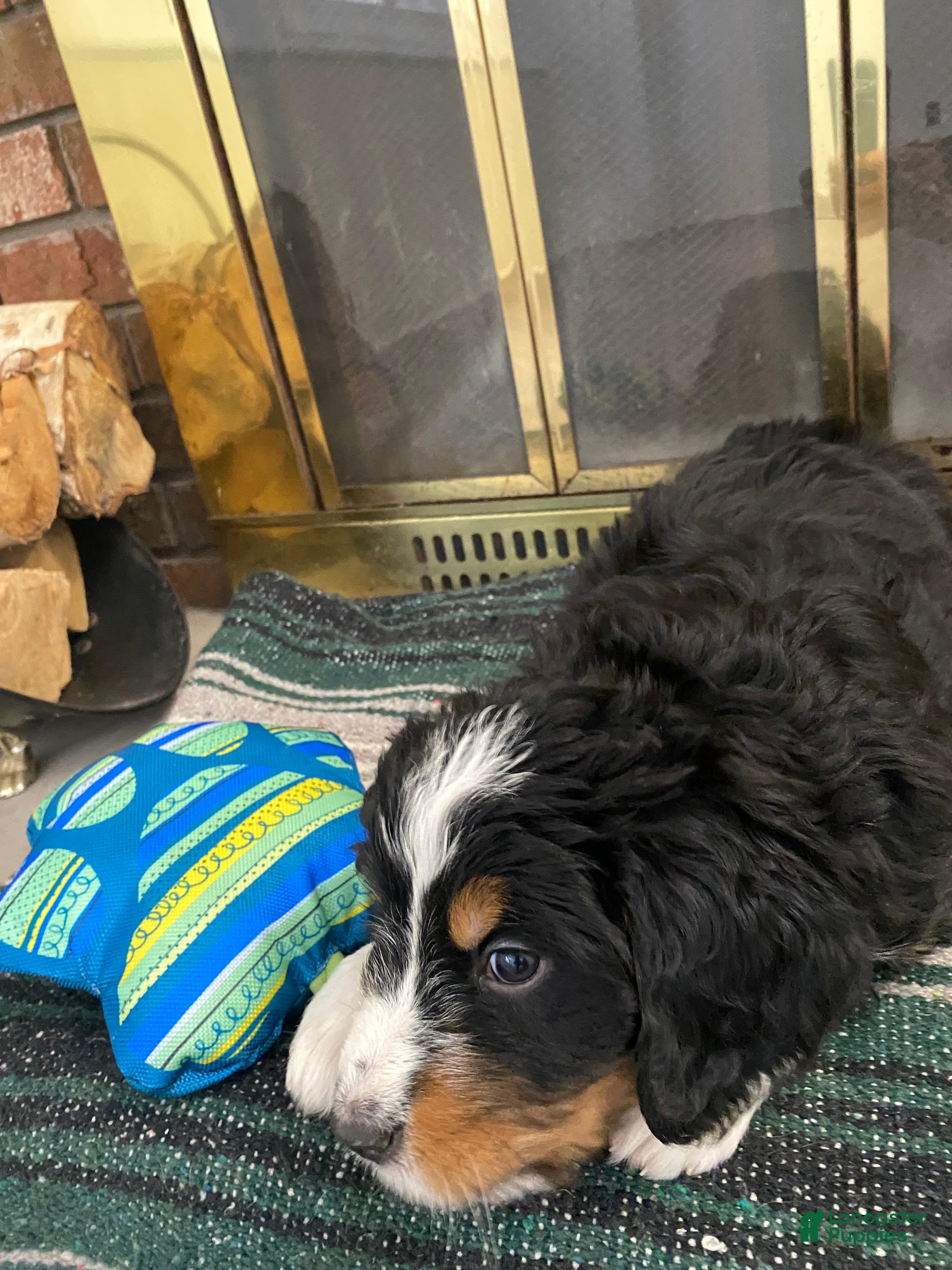 Bernedoodle dogs Duke 💖 13-16th -$200. - Ad 2