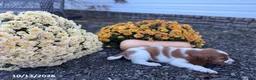 Welsh Springer Spaniel dogs for sale: Lollipop - Ad 9
