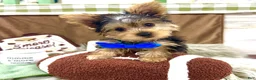 Yorkshire Terrier dogs for sale: Snickers - Ad 18