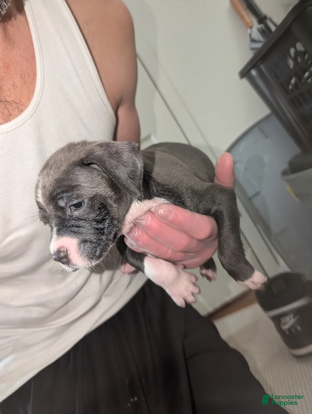 American Pit Bull Terrier dogs for sale: Roxy - Ad 4