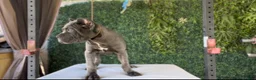 Cane Corso dogs for sale: Channel - Ad 4