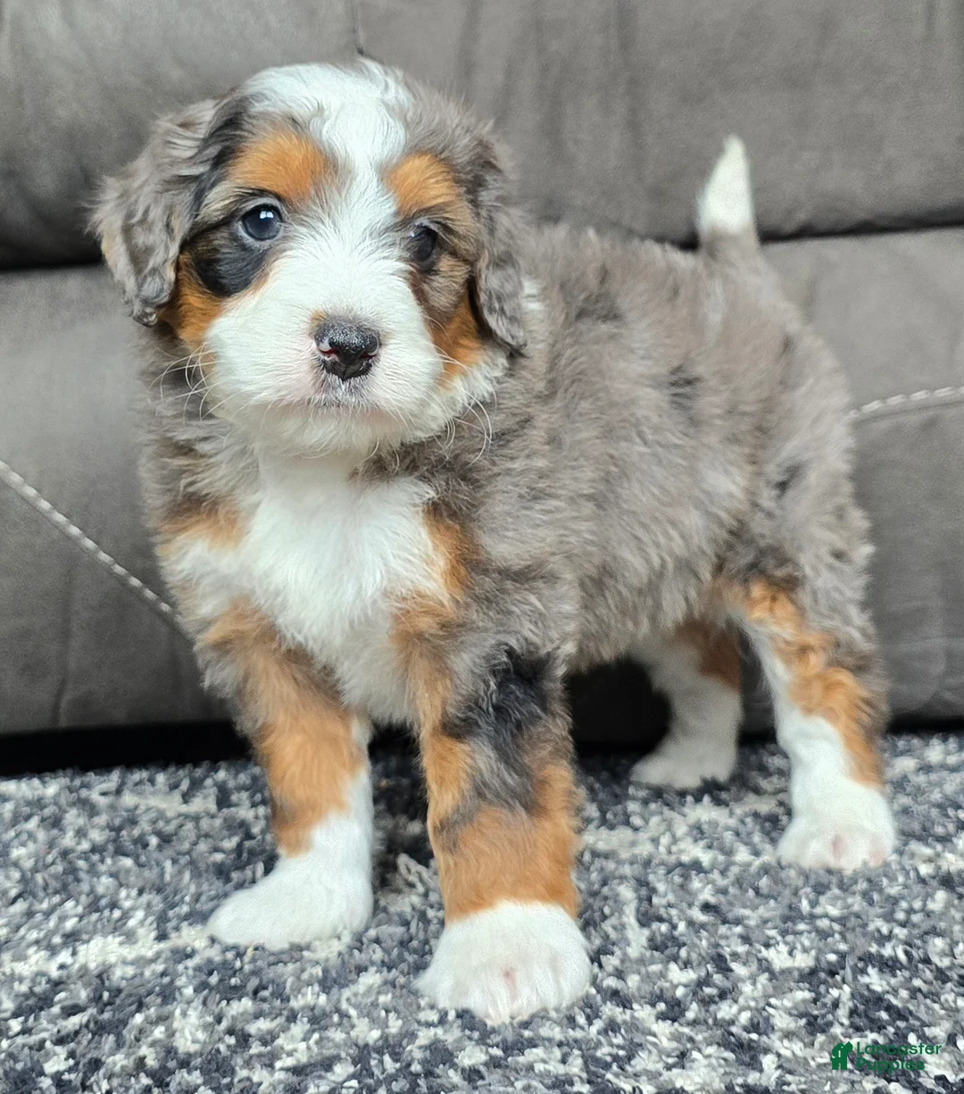 Mini Bernedoodle dogs for sale: Mini Alfie - Ad 20