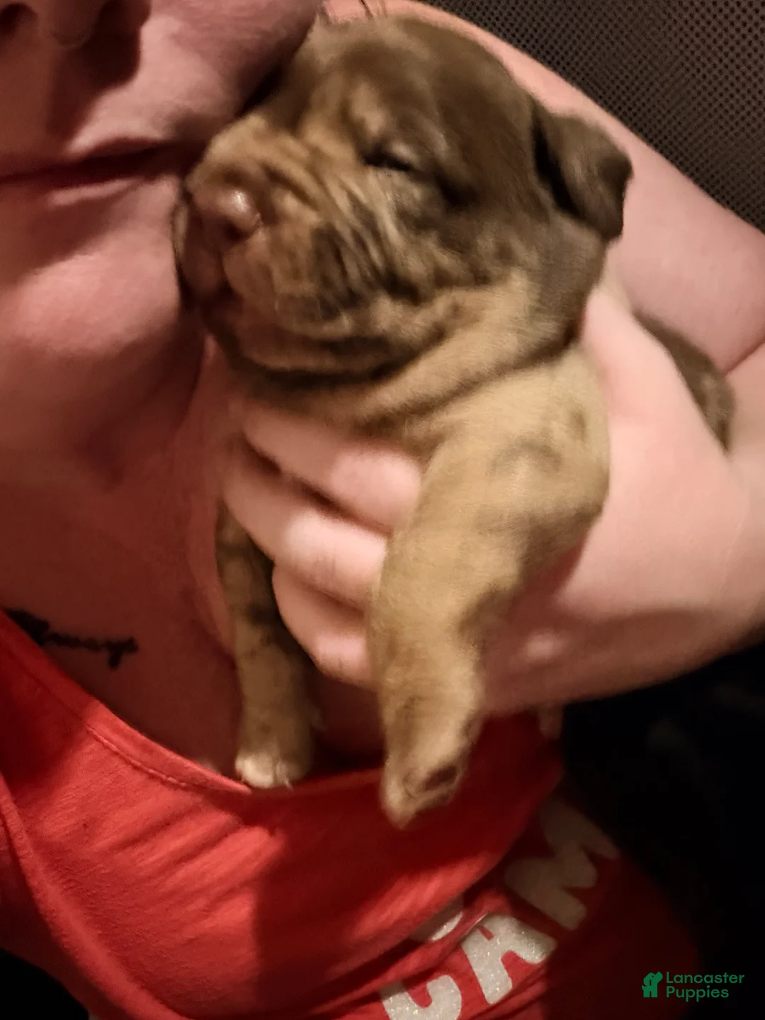 Mixed Breed dogs for sale: Boss Hogg - Ad 2