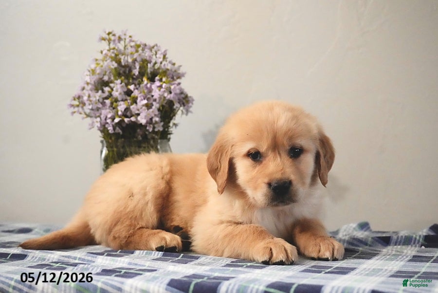 Golden Retriever dogs for sale: Leo - Ad 1