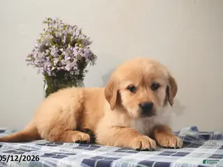 Golden Retriever dogs for sale: Leo - Ad 1