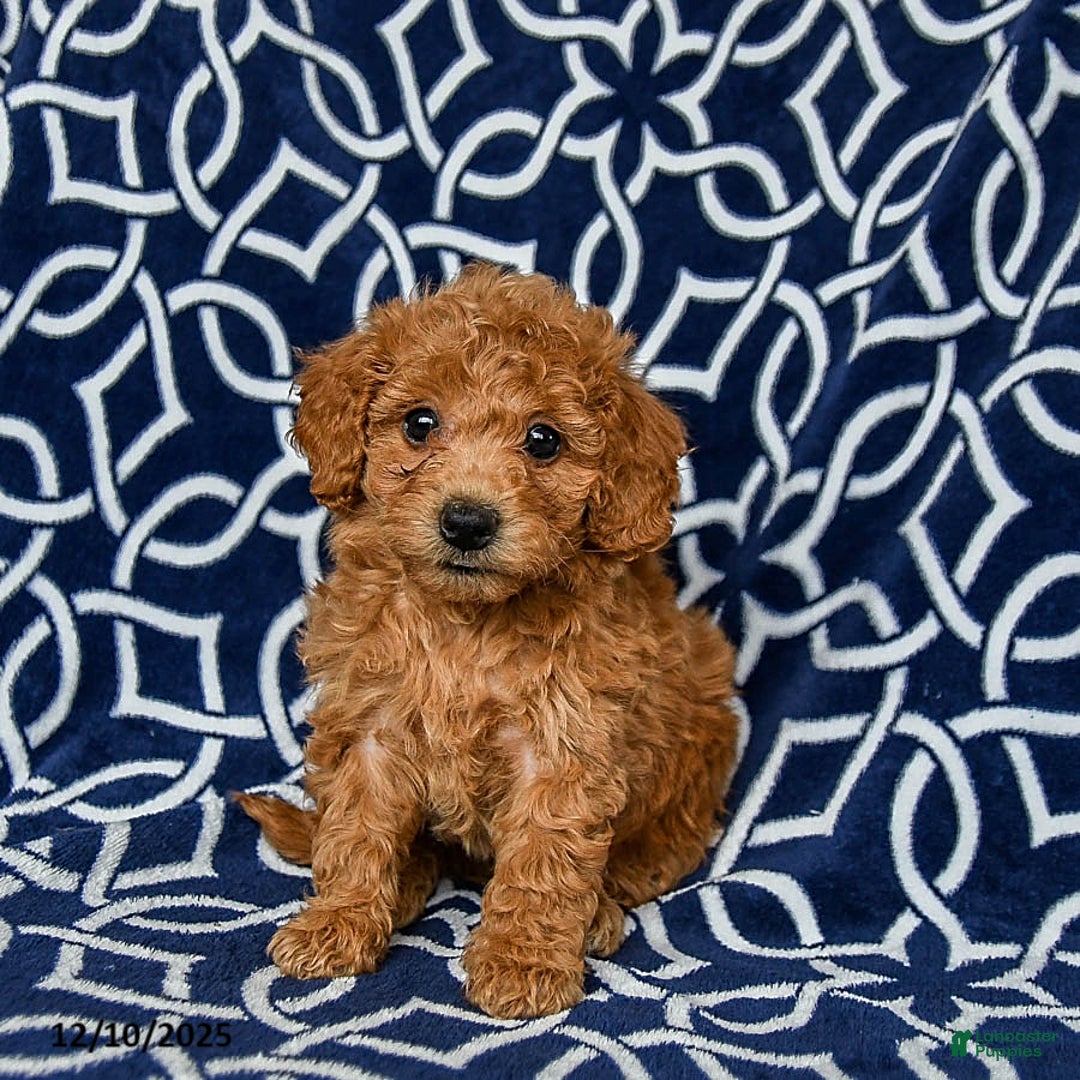 Bichpoo dogs for sale: Rusty - Ad 1