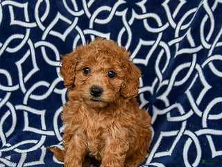 Bichpoo dogs Rusty - Ad 26