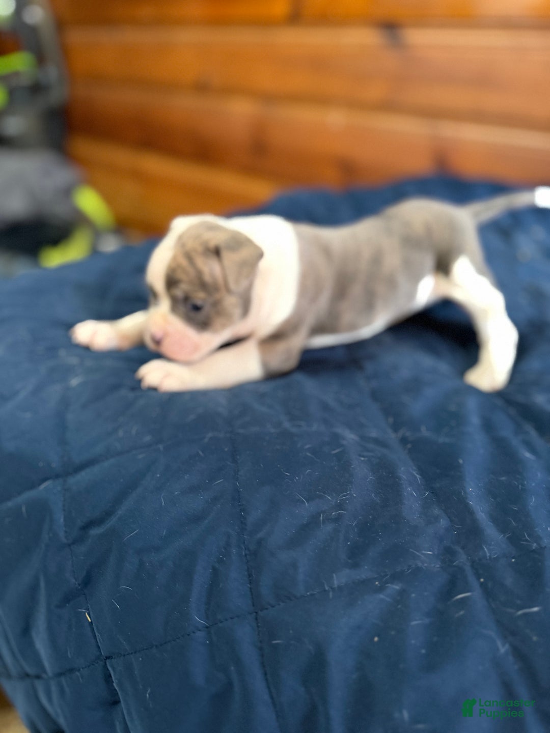 American Bulldog dogs for sale: Rocket - Ad 1
