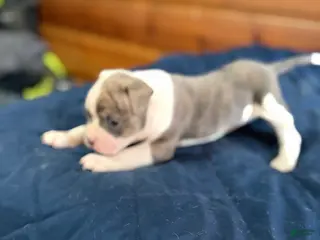 American Bulldog dogs Rocket - Ad 8