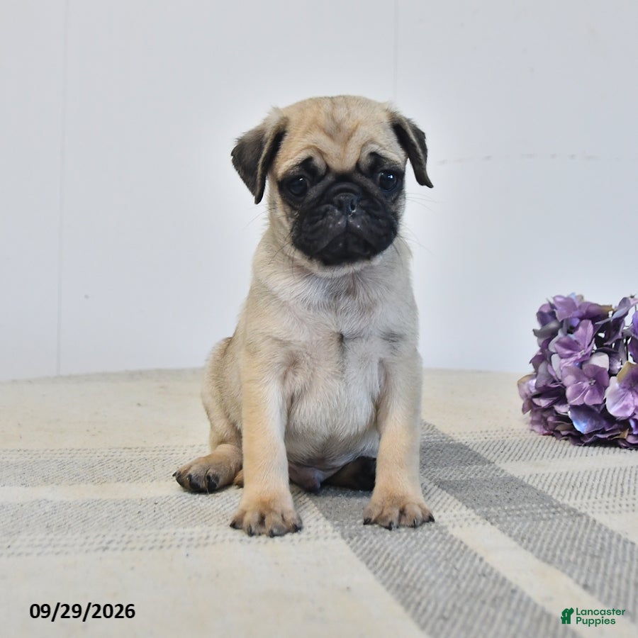 Pug dogs Leo - Ad 1