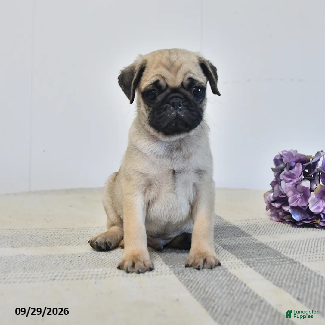 Pug dogs for sale: Leo - Ad 1