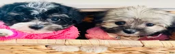 Havanese dogs for sale: Toy sized Star - Ad 7