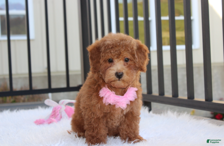 Bichpoo dogs for sale: Sunny - Ad 1