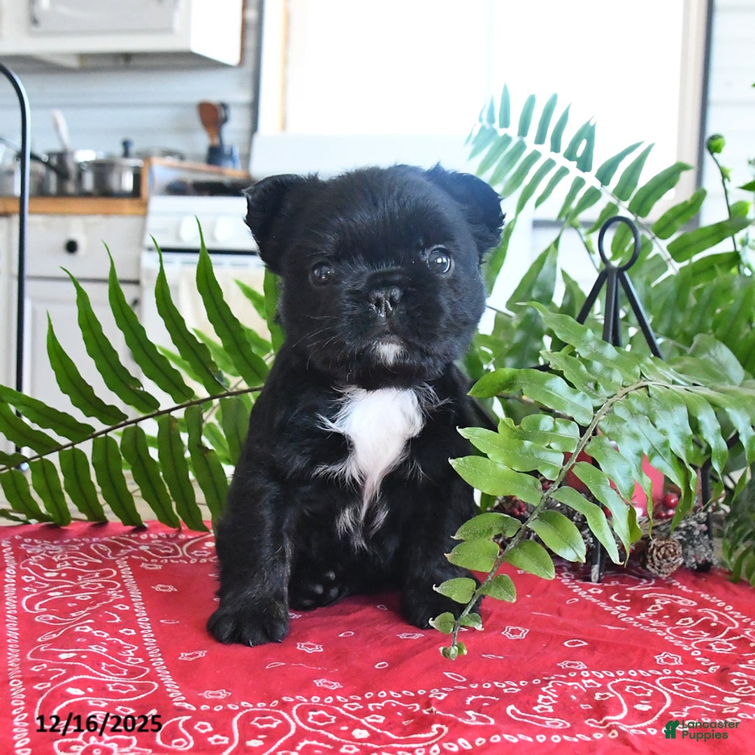 French Bulldog dogs for sale: Shadow - Ad 2