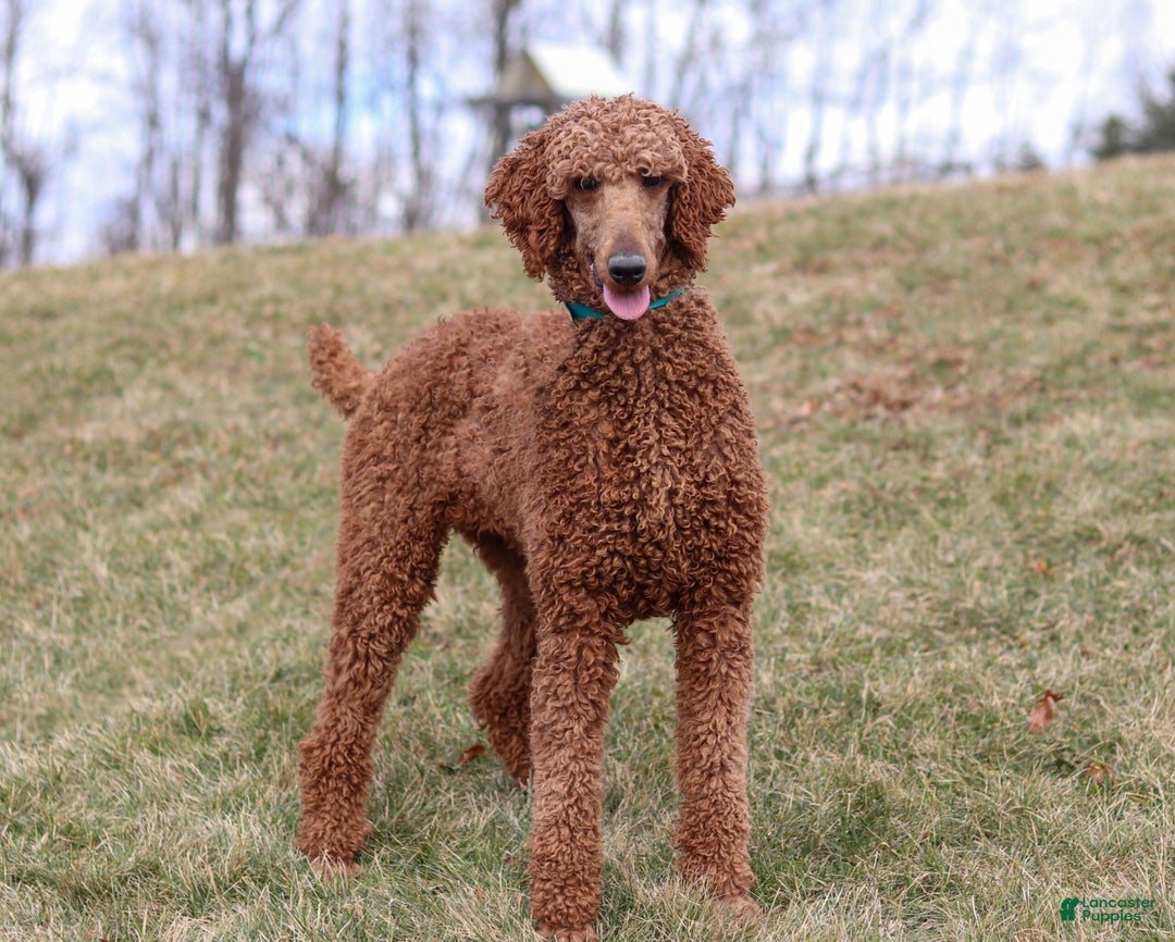 Standard Poodle dogs for sale: Lily - Ad 5
