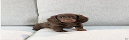 Miniature Dachshund dogs for sale: Roxy - Ad 3