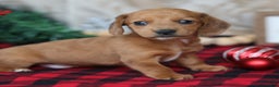 Miniature Dachshund dogs for sale: Sage - Ad 10