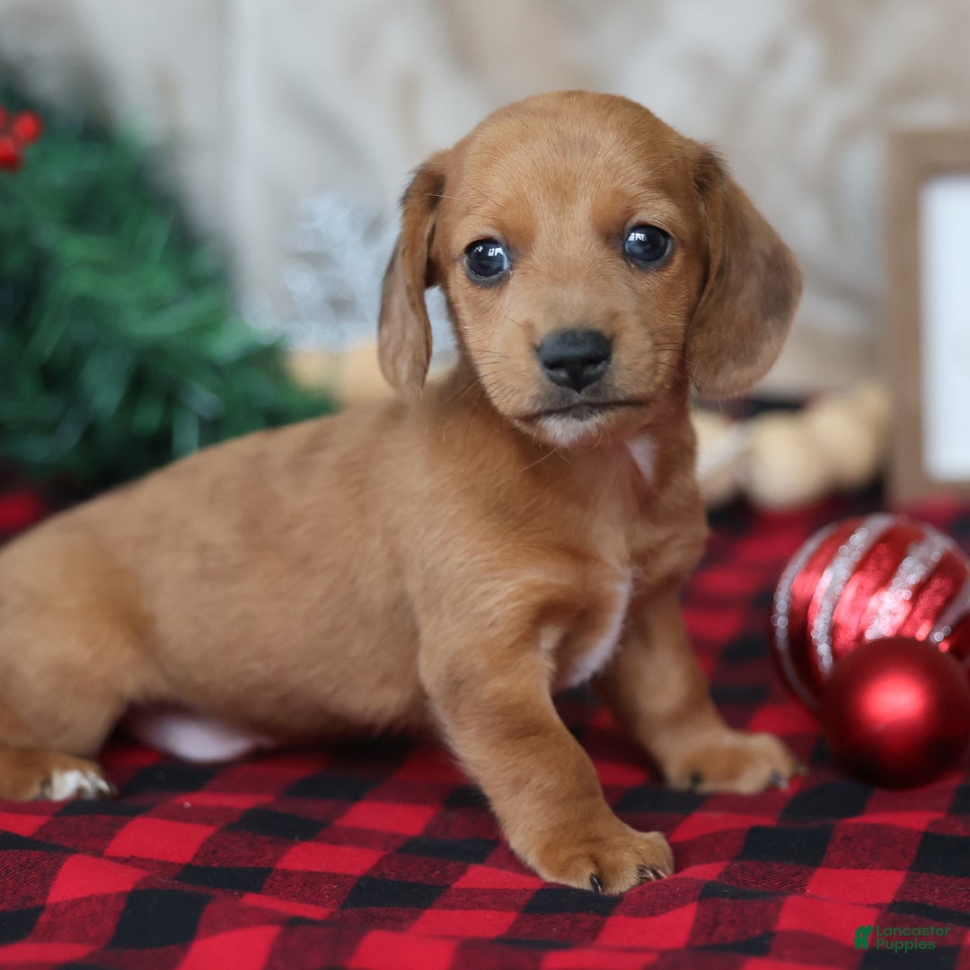 Miniature Dachshund dogs for sale: Sage - Ad 10