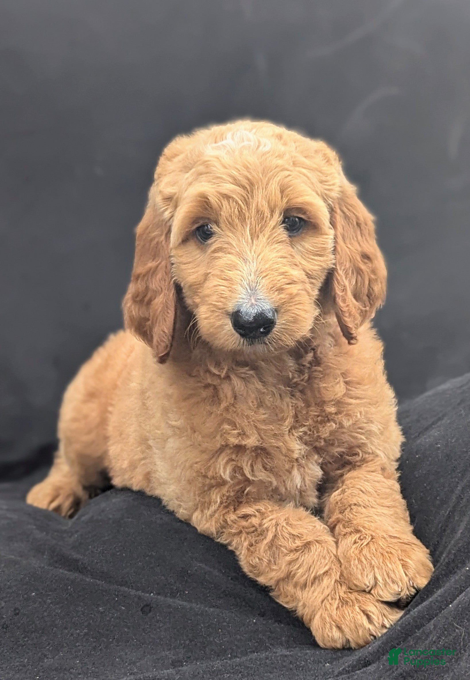 Goldendoodle dogs Maggie  - Ad 1