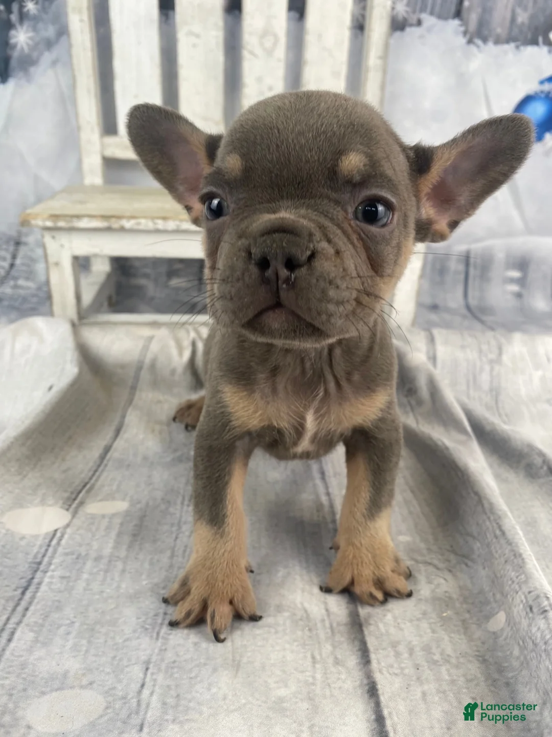French Bulldog dogs for sale: Hunter - Ad 15