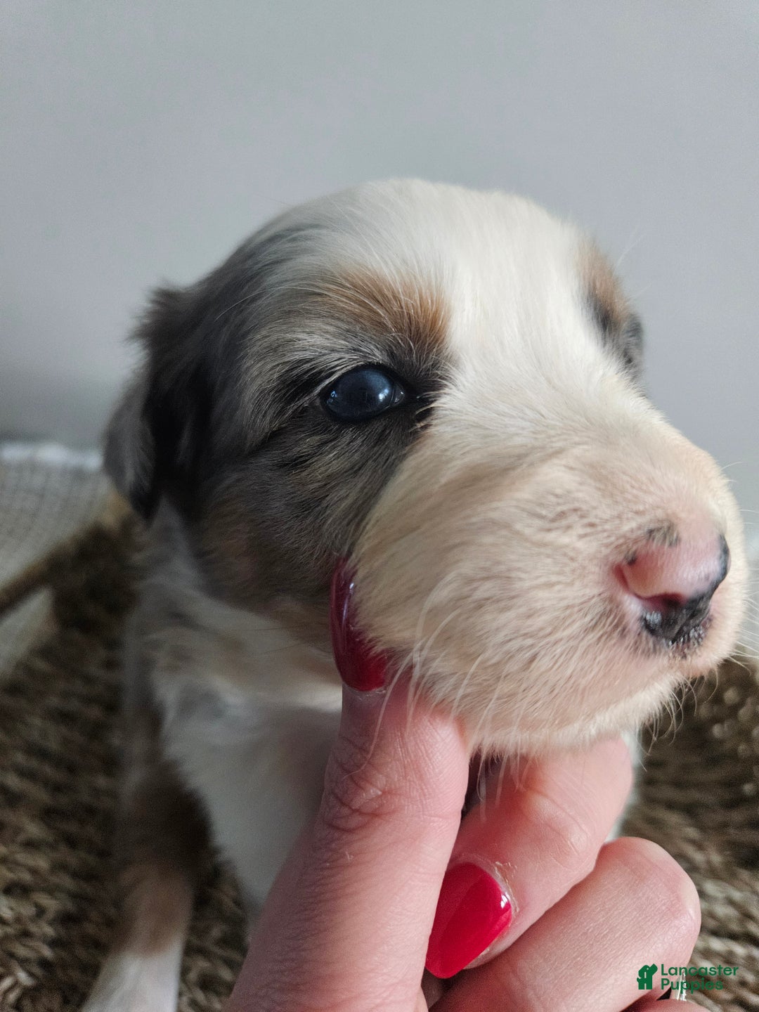 Australian Shepherd dogs for sale: Cassidy blue eyes - Ad 3