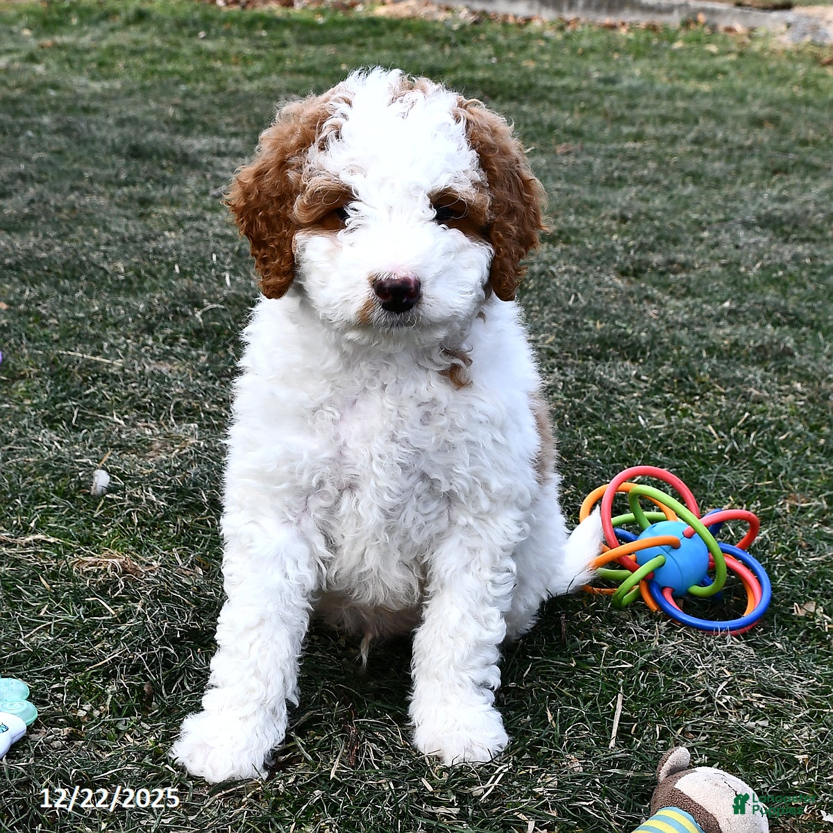 Mini Goldendoodle dogs Coconut - Ad 11
