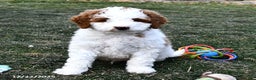 Mini Goldendoodle dogs for sale: Coconut - Ad 1
