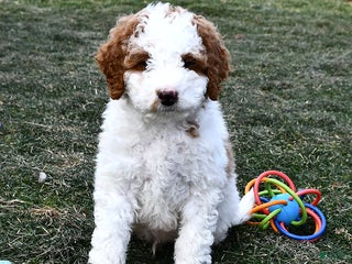 Mini Goldendoodle dogs Coconut - Ad 11