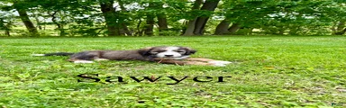 Sawyer- Standard F1