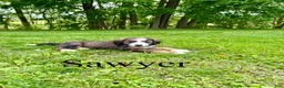 Bernedoodle dogs for sale: Sawyer- Standard F1 - Ad 1