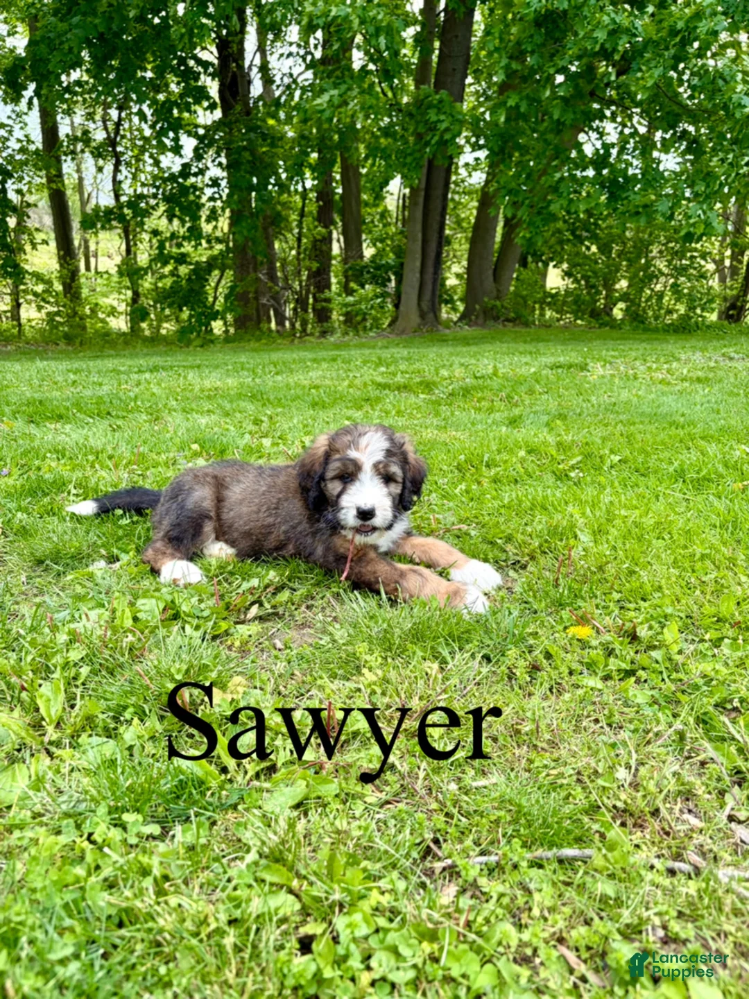 Bernedoodle dogs for sale: Sawyer- Standard F1 - Ad 1
