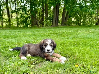 Bernedoodle dogs Sawyer- Standard F1 - Ad 40
