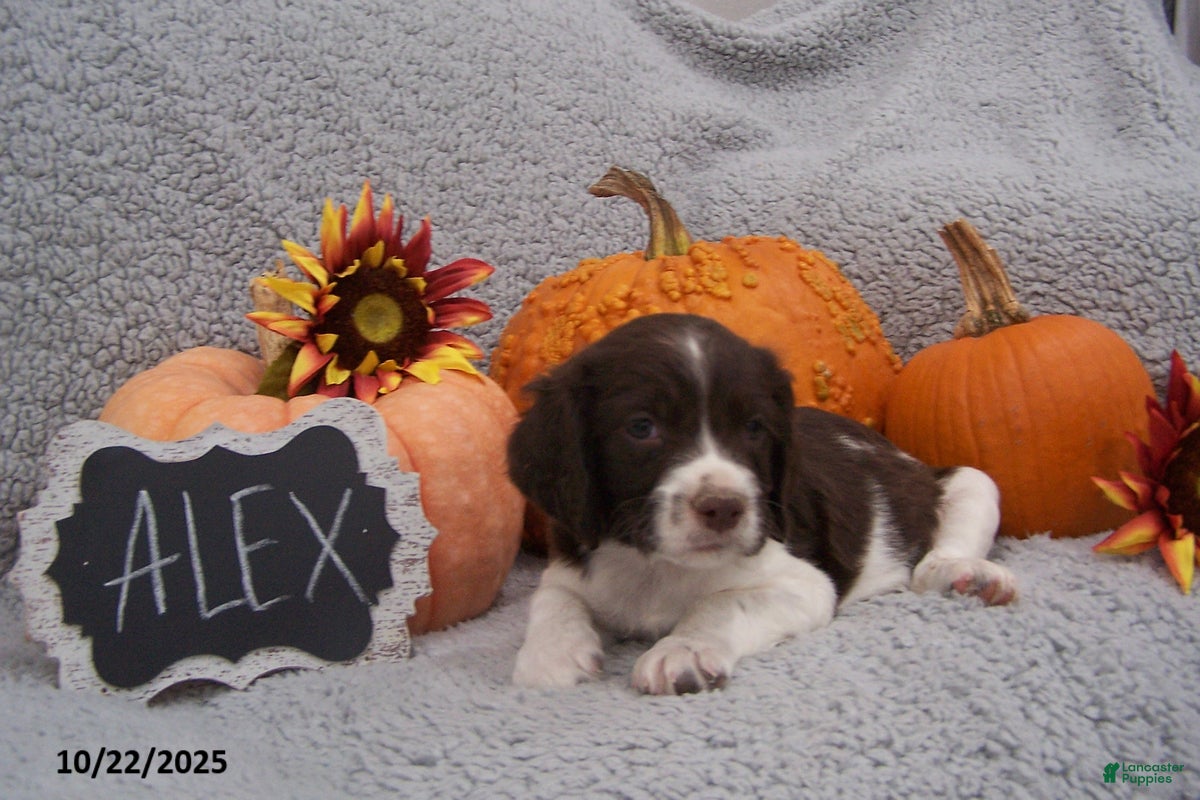 English Springer Spaniel dogs Alex - Ad 3